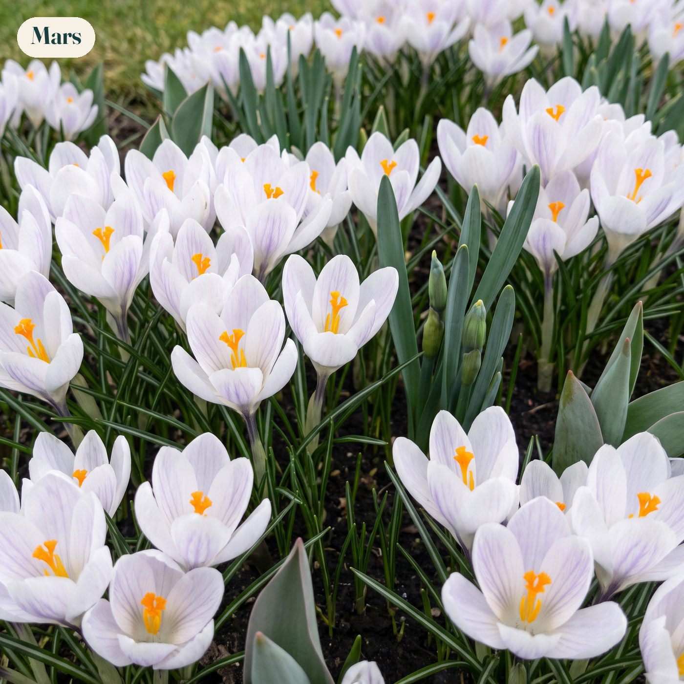 Färdig rabatt '100 dagar – orange & lila' (1 m²)