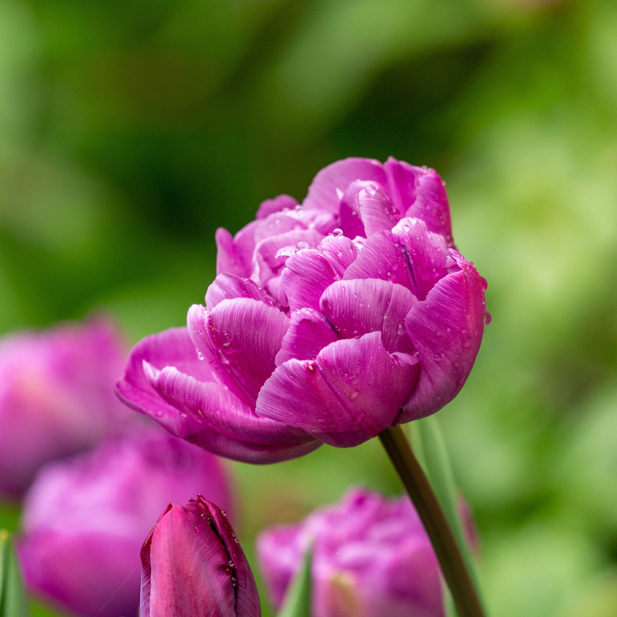 Tulipan 'Blue Diamond'