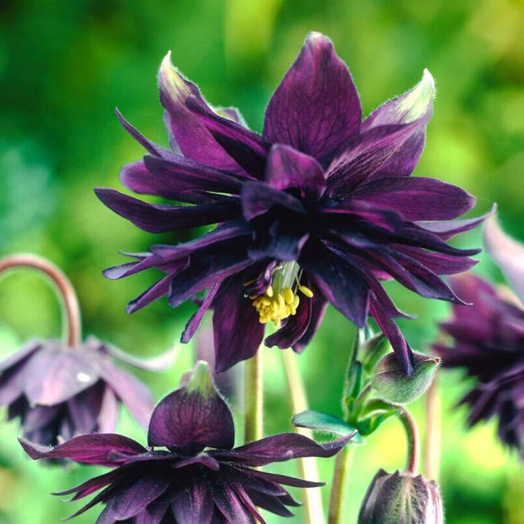 Akleja 'Black Barlow'