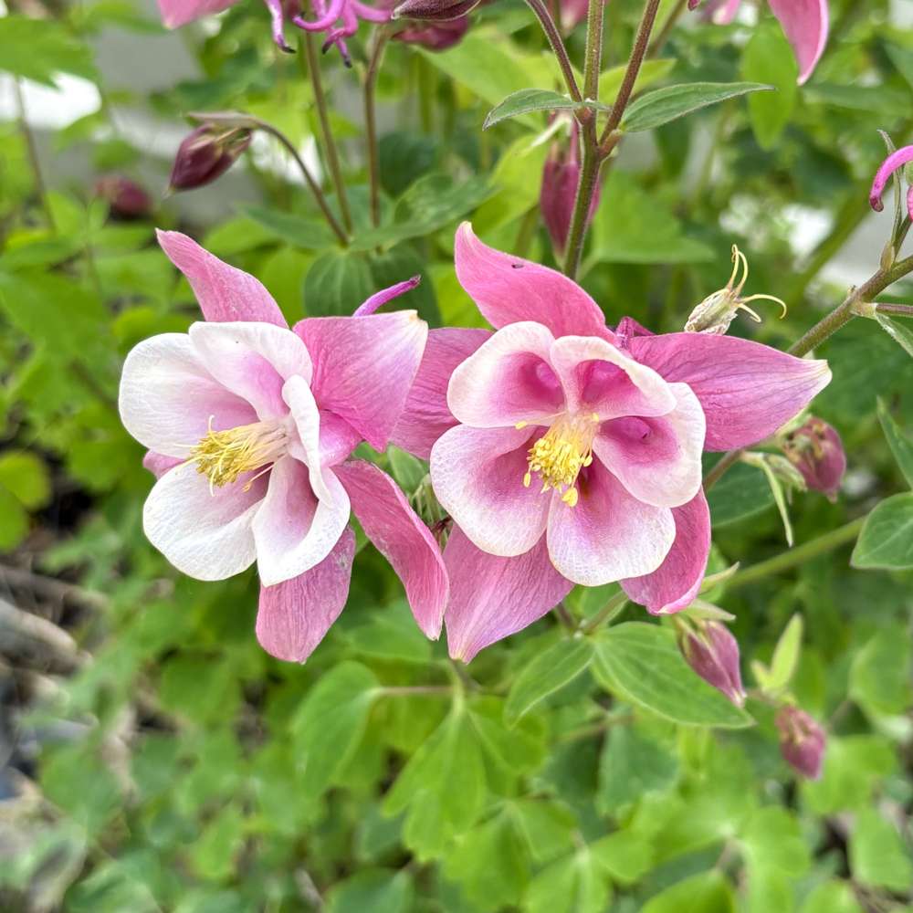 Akleja 'Spring Magic Rose & White''