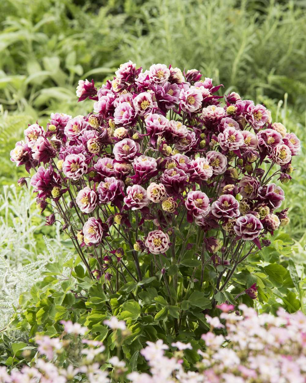 Akleja 'Winky Double Red/White'