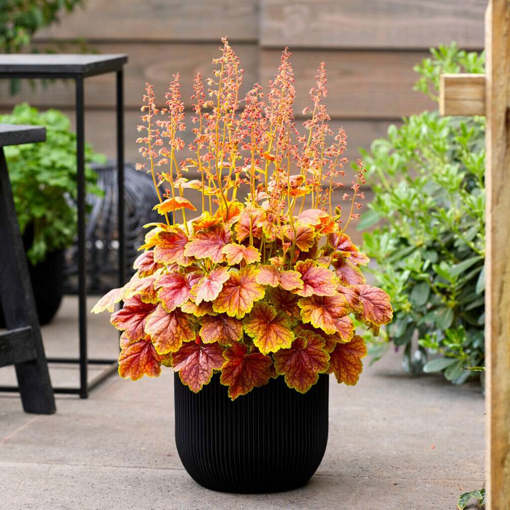 Alunrot 'Eternal Flame' (Heuchera)