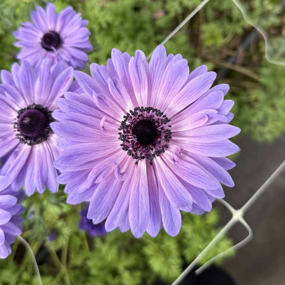 Anemon 'Levante Blu'