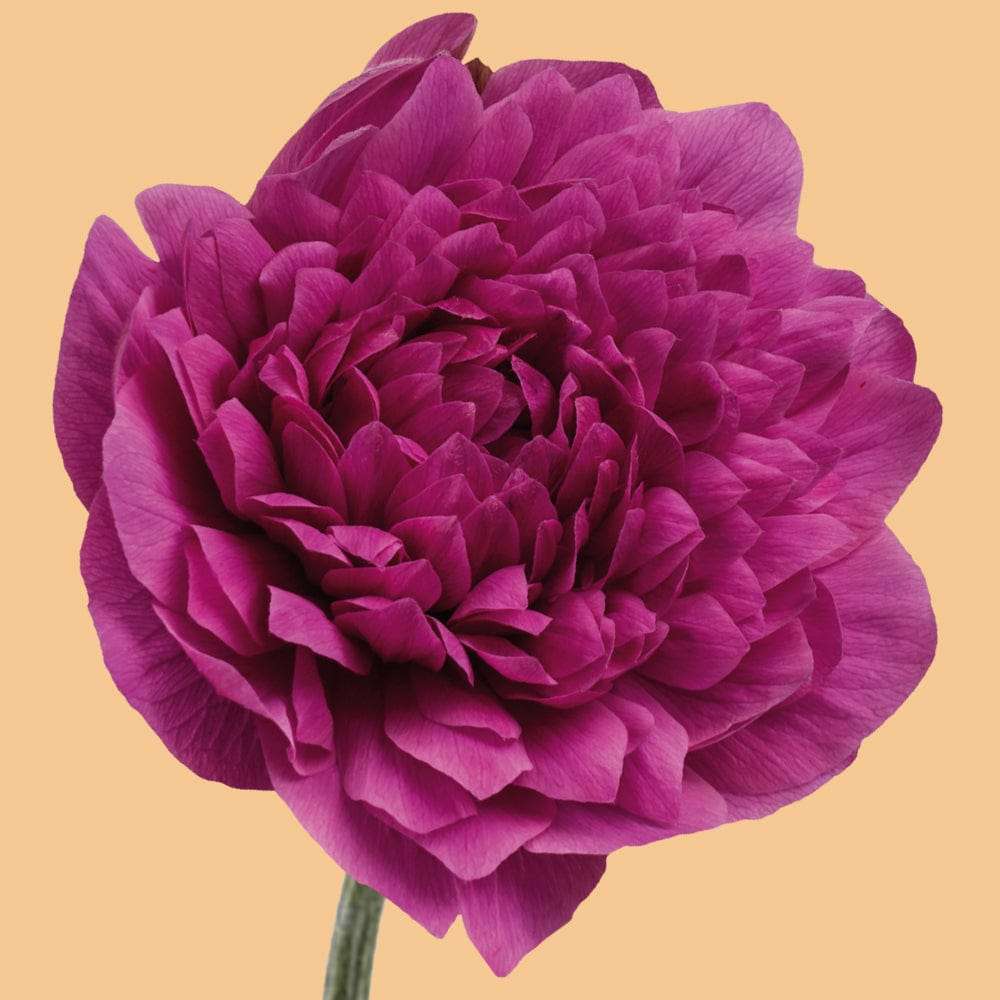Anemone 'Levante Fucsia'