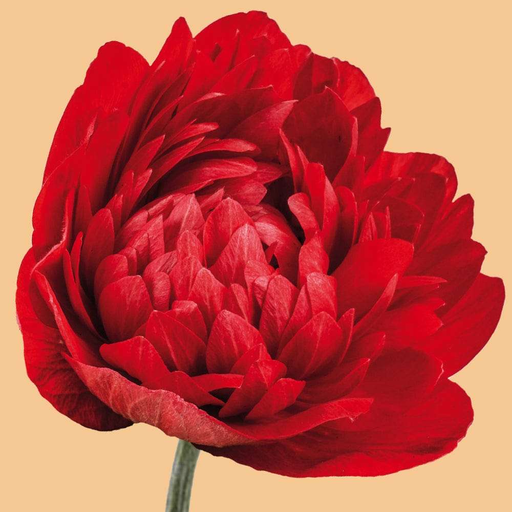 Anemone 'Levante Rosso'