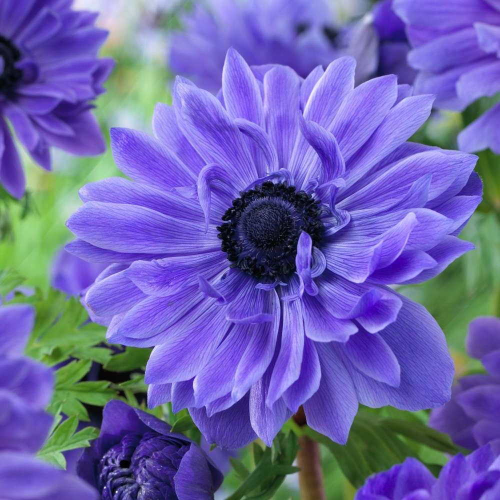 Anemon 'Lord Lieutenant