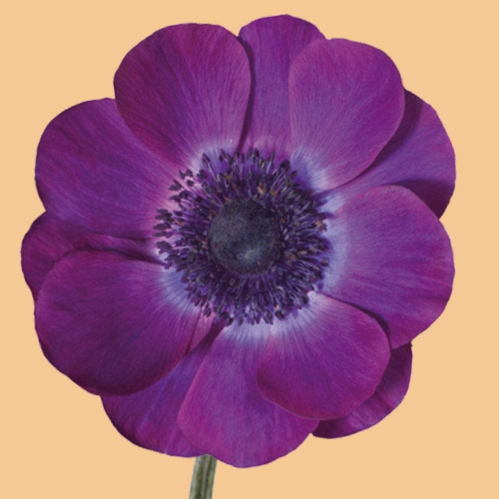 Anemone 'Mistral Grape'