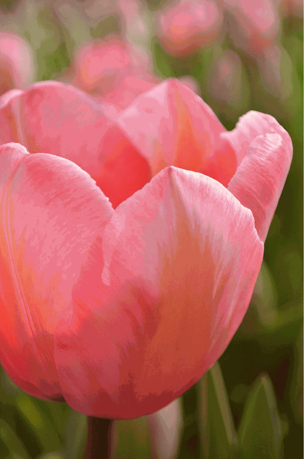 Tulpan 'Apricot Impression'