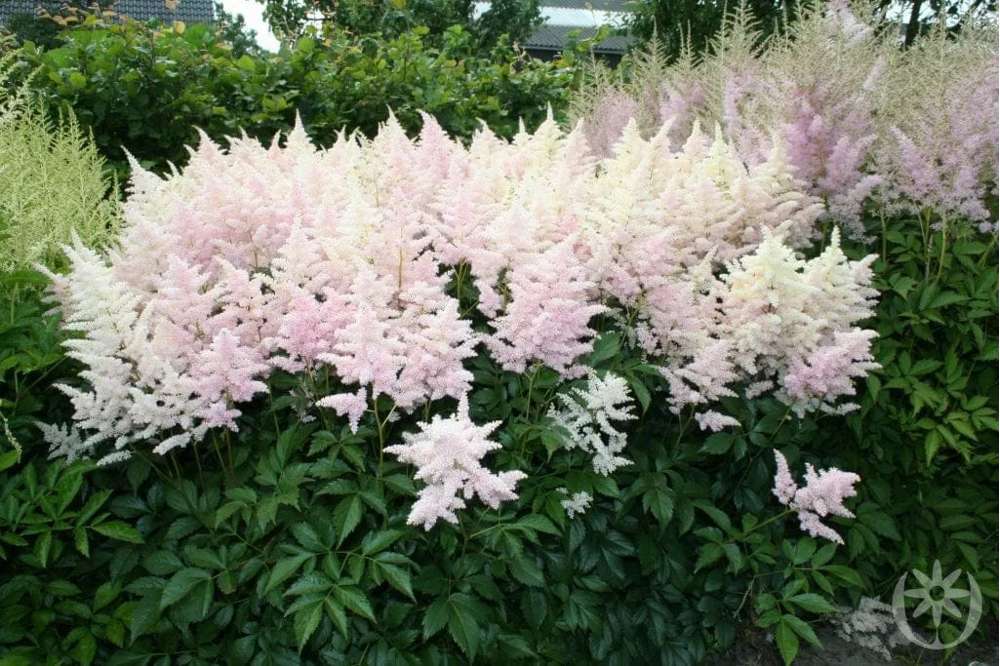 Silverastilbe 'Europa' (Astilbe)