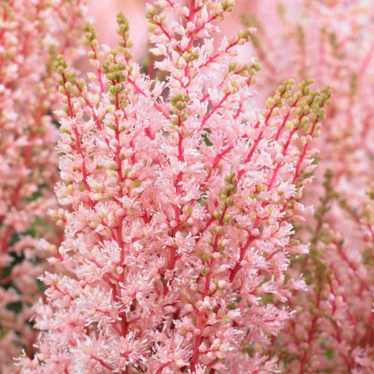 Astilbe 'Look At Me'