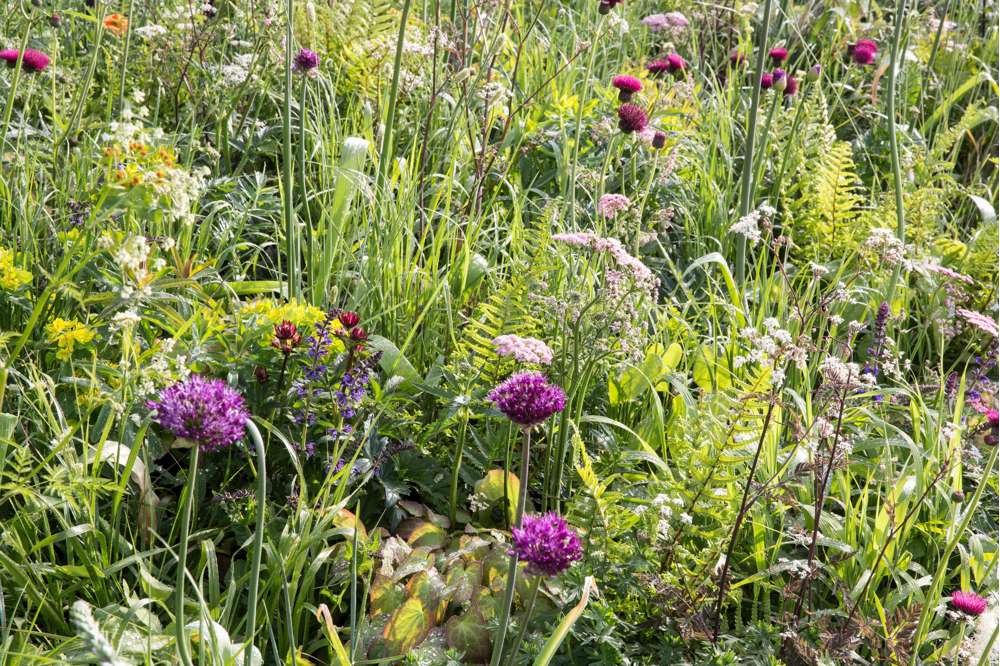 Allium 'Atropurpereum'