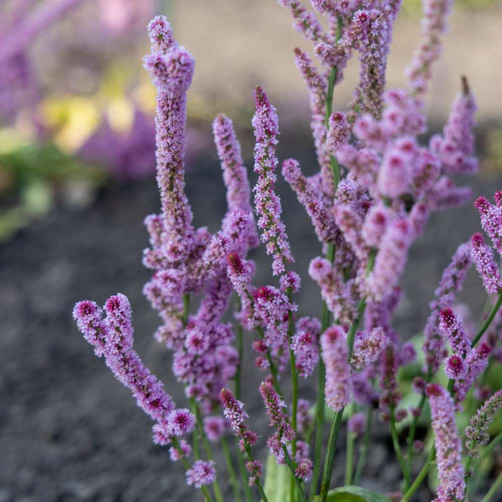 Axrisp 'Pink Pokers' (frö)