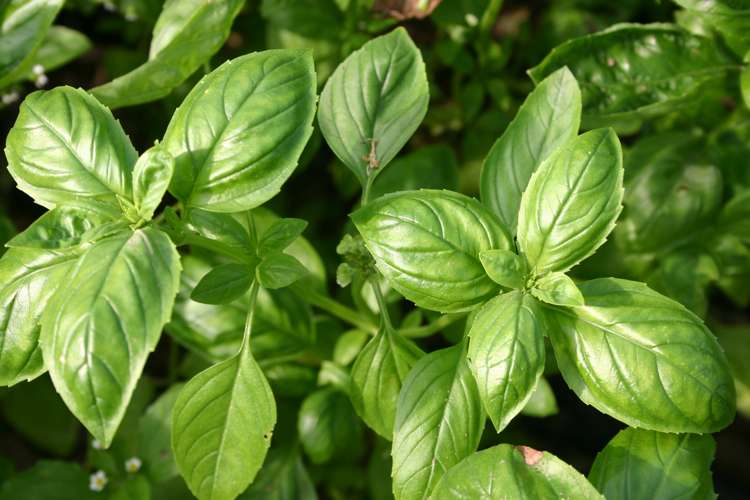 Basilika 'Genovese' (BIO frö) (Ocimum basilicum) – sås i april