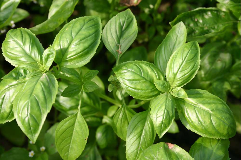 Basilika 'Genovese' — frö från Blomstervärlden