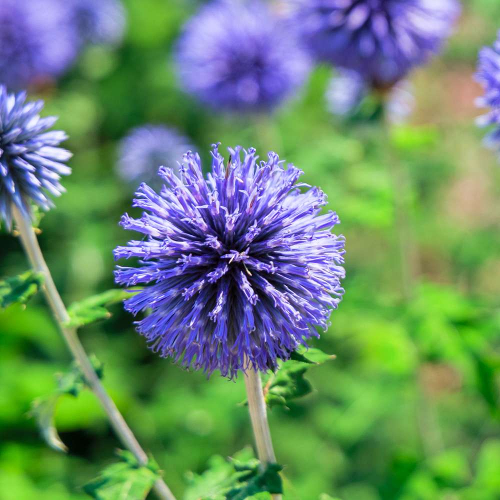Blå bolltistel 'Blue Glow' — frön från Blomstervärlden