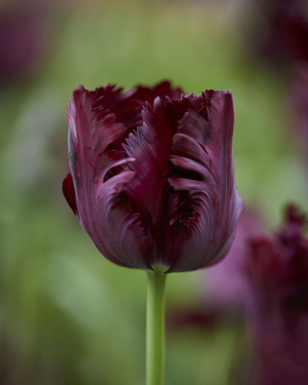 Tulpan 'Black Parrot'