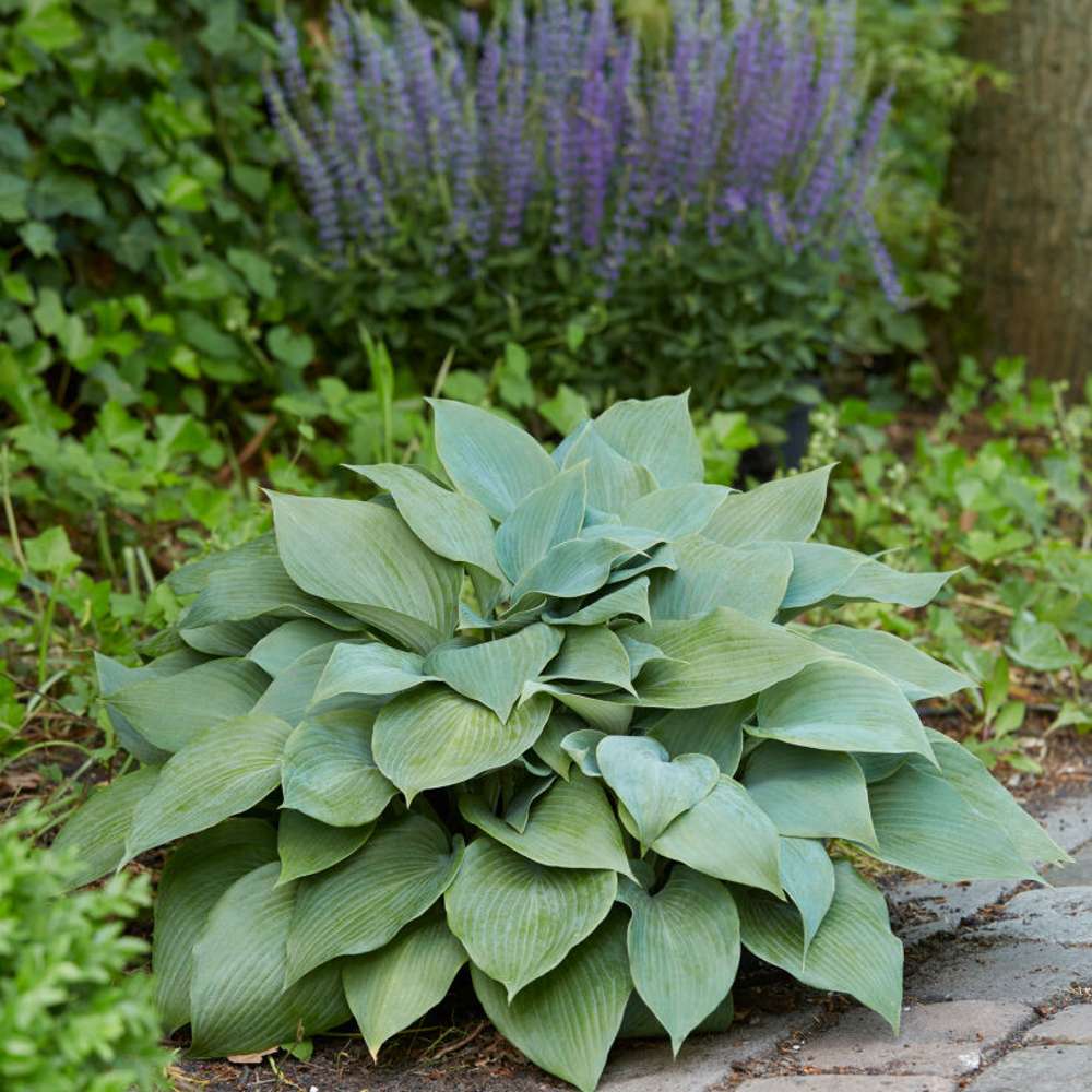 Blåfunkia 'Halcyon' (Hosta)