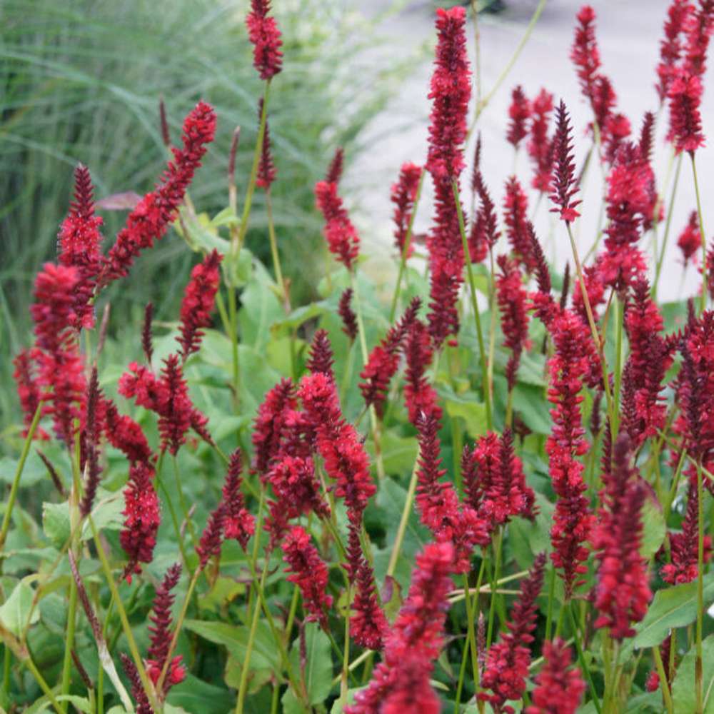 Blodormrot 'Blackfield' (Persicaria amplexicaulis)