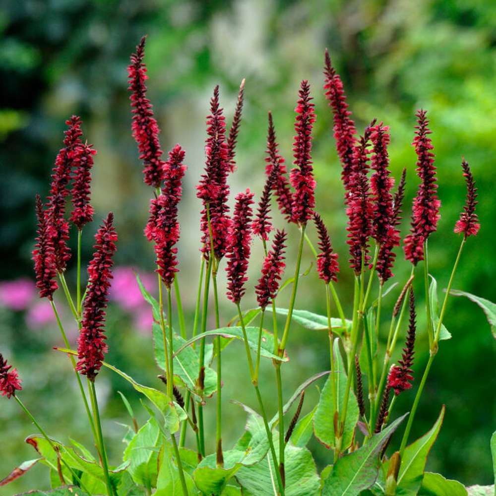 Blodormrot 'Blackfield' (Persicaria amplexicaulis)