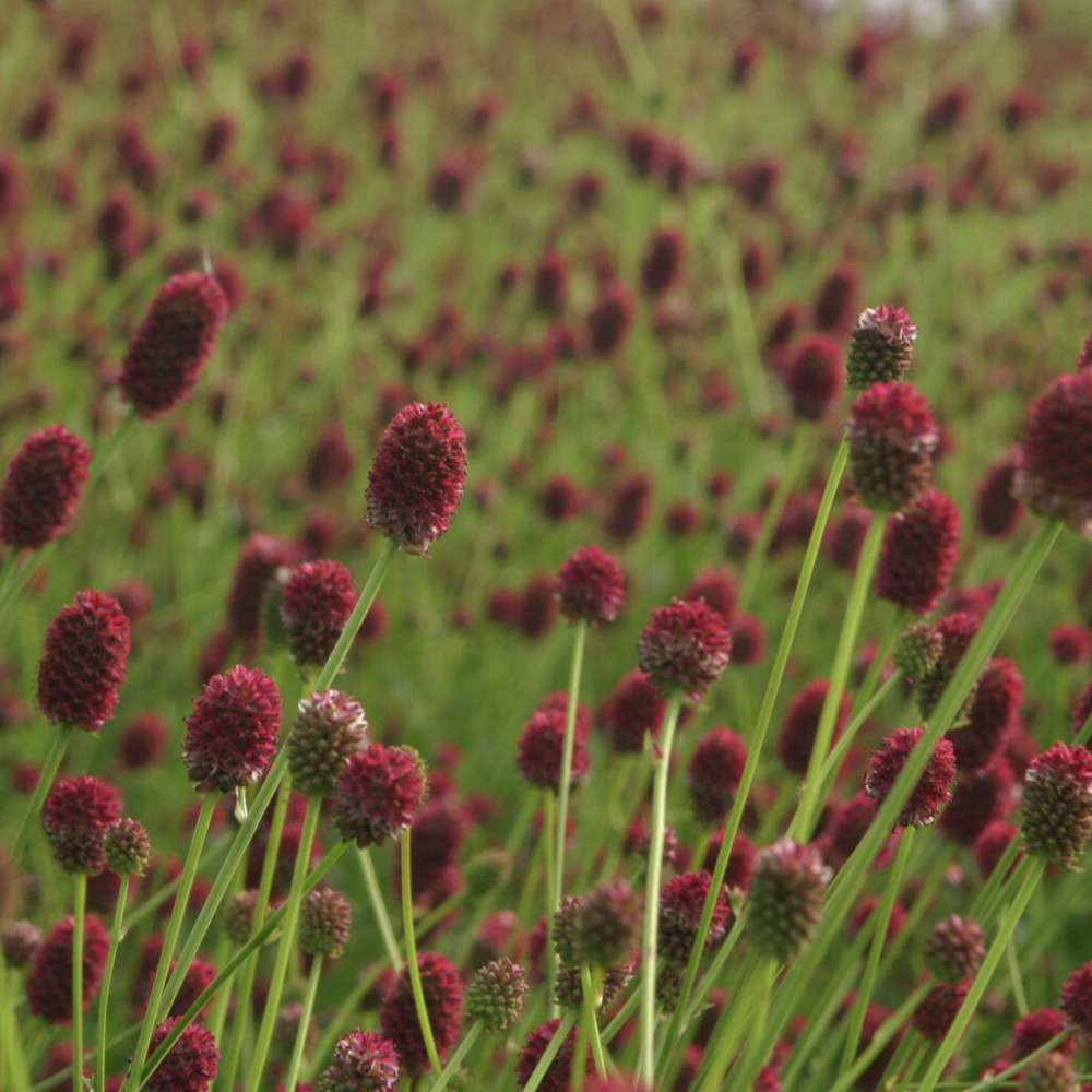 Blodtopp 'Tanna' (Sanguisorba officinalis)