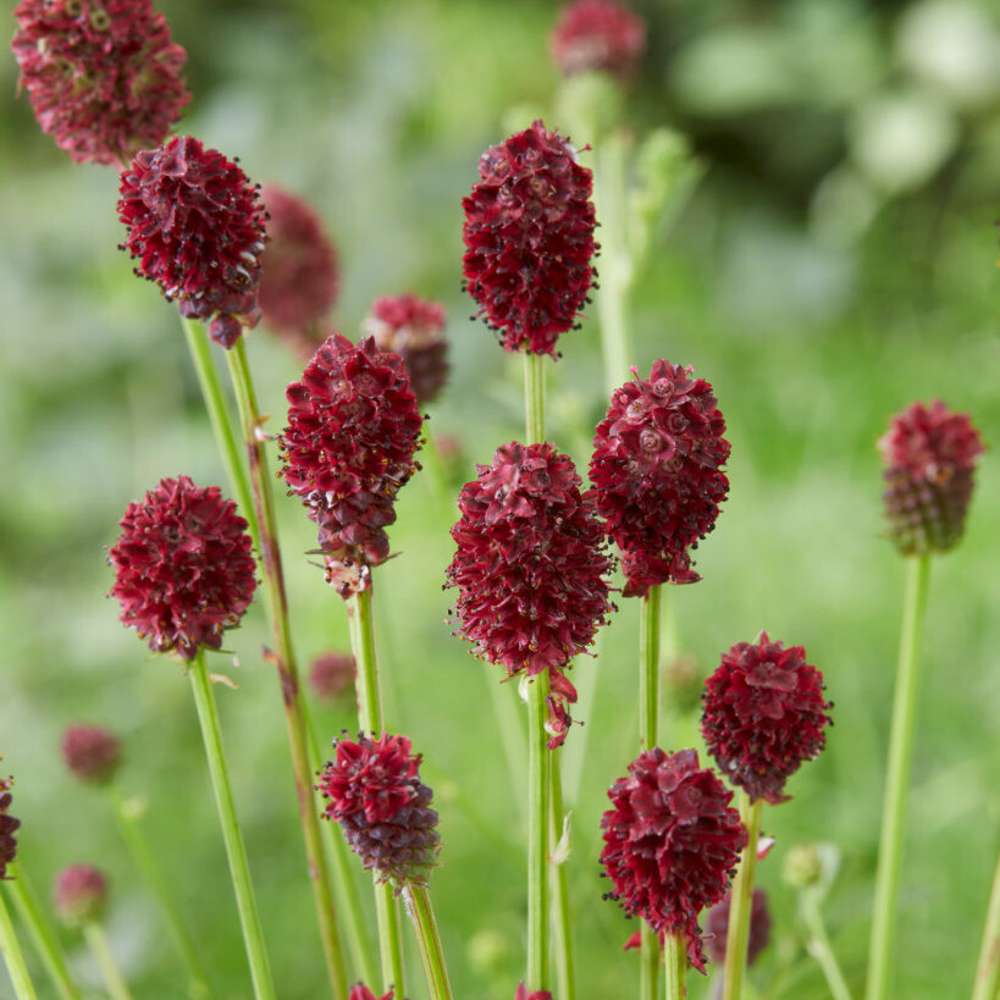 Blodtopp 'Tanna' (Sanguisorba officinalis)
