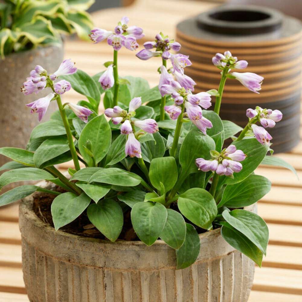 Funkia 'Blue Mouse Ears'