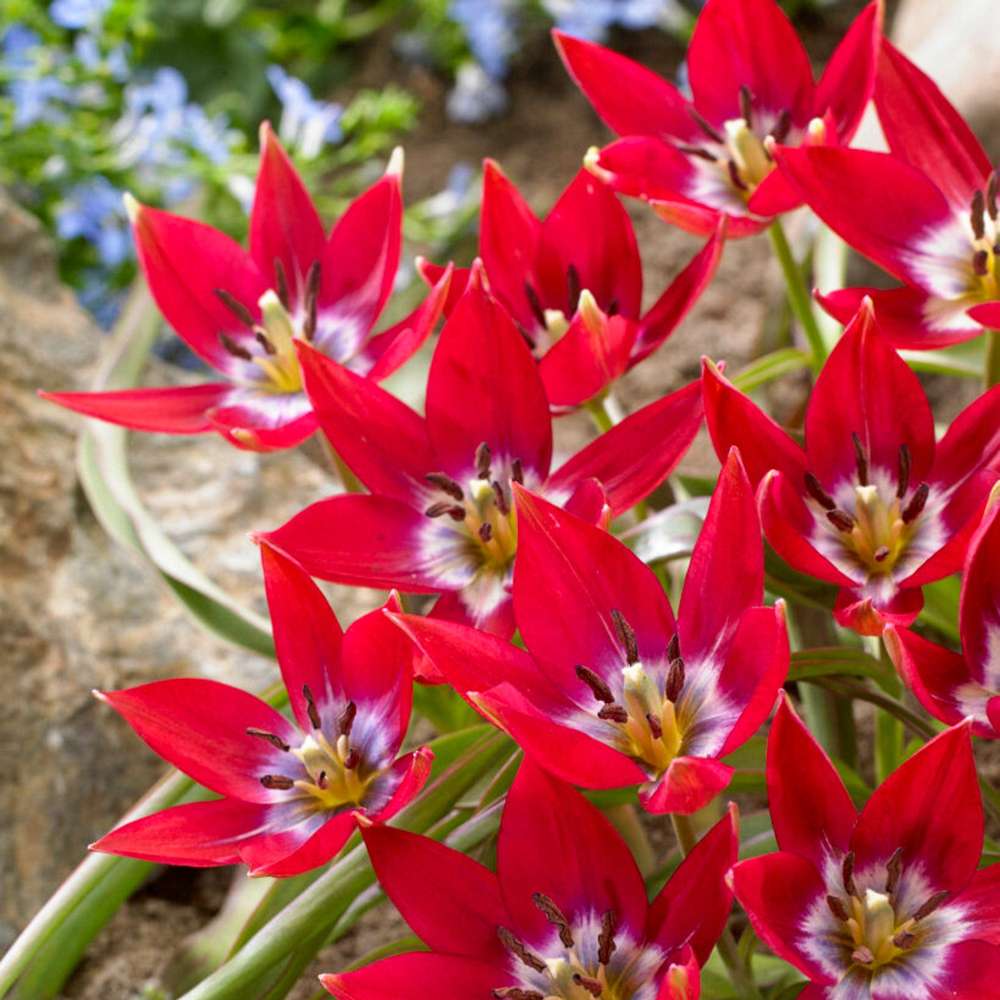 Botanisk tulpan 'Tiny Timo'