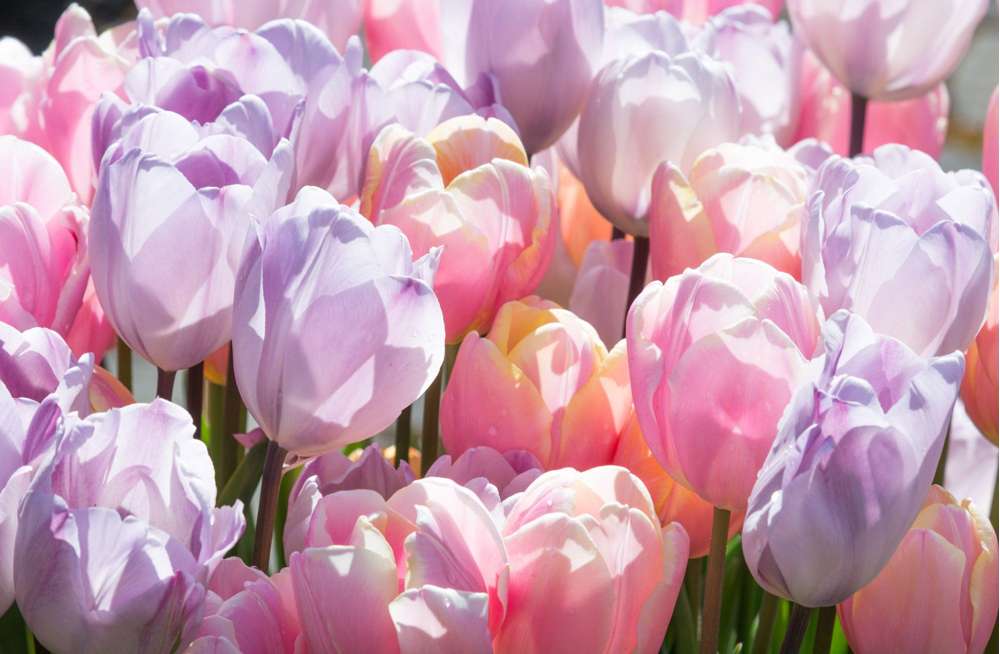 'Bubblegum' tulpanblandning
