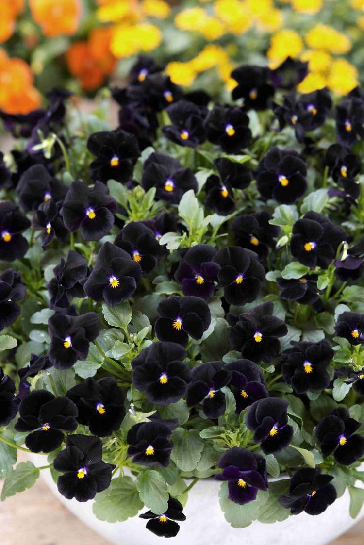 Bukettviol 'Back to Black' (frö)