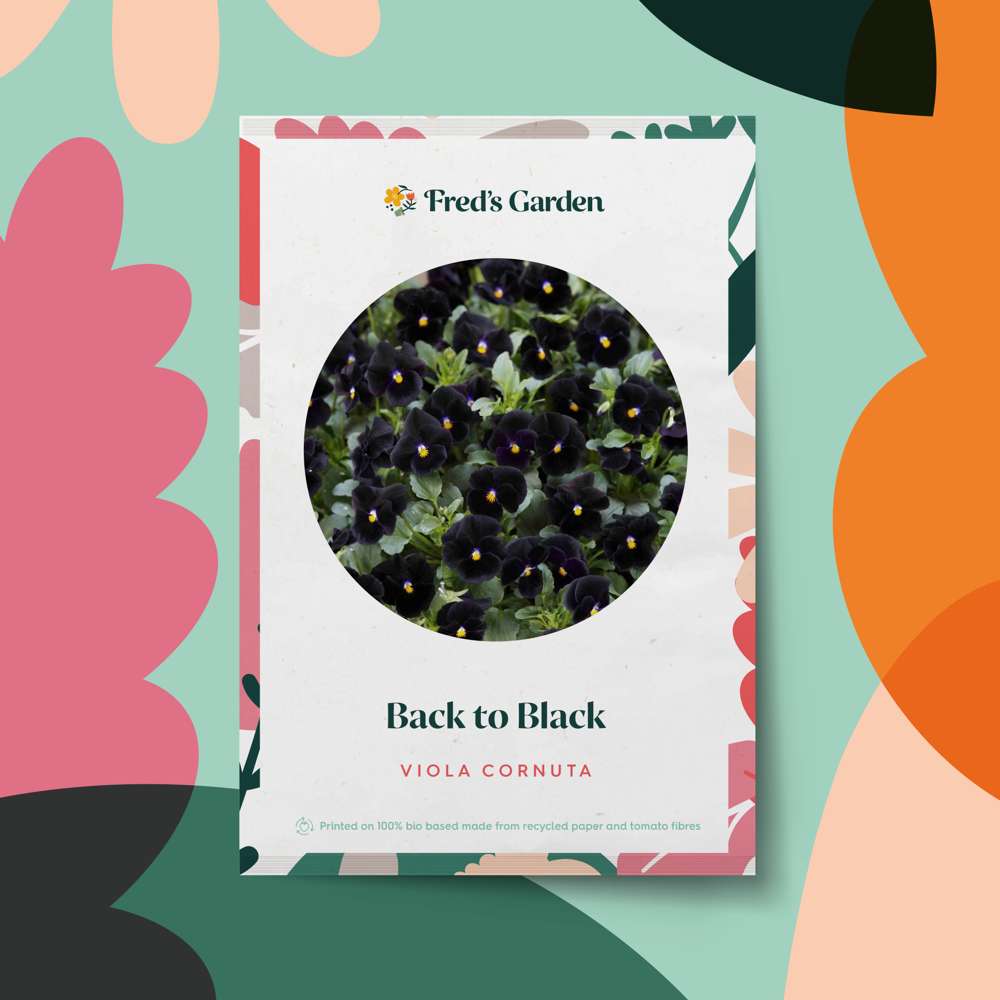 Bukettviol 'Back to Black' (frö)