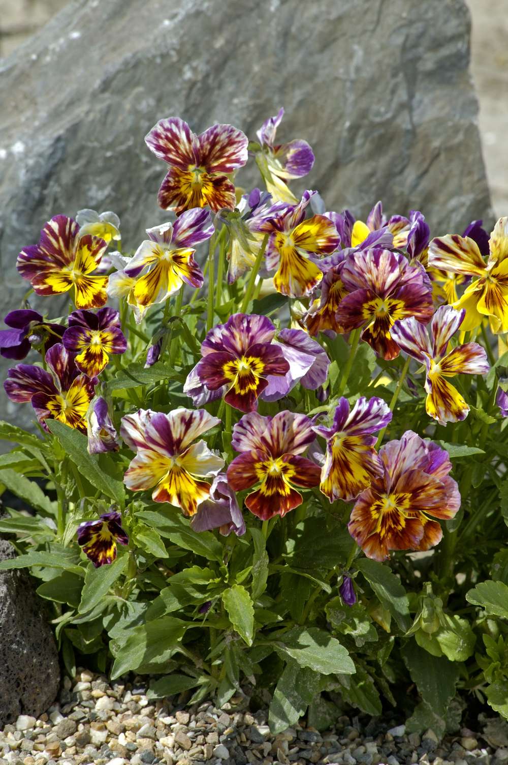 Bukettviol 'Brush Strokes' (frö)