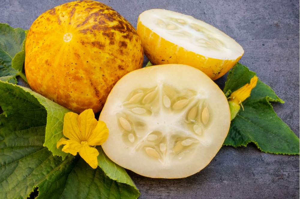 Citrongurka 'Lemon' (frö)