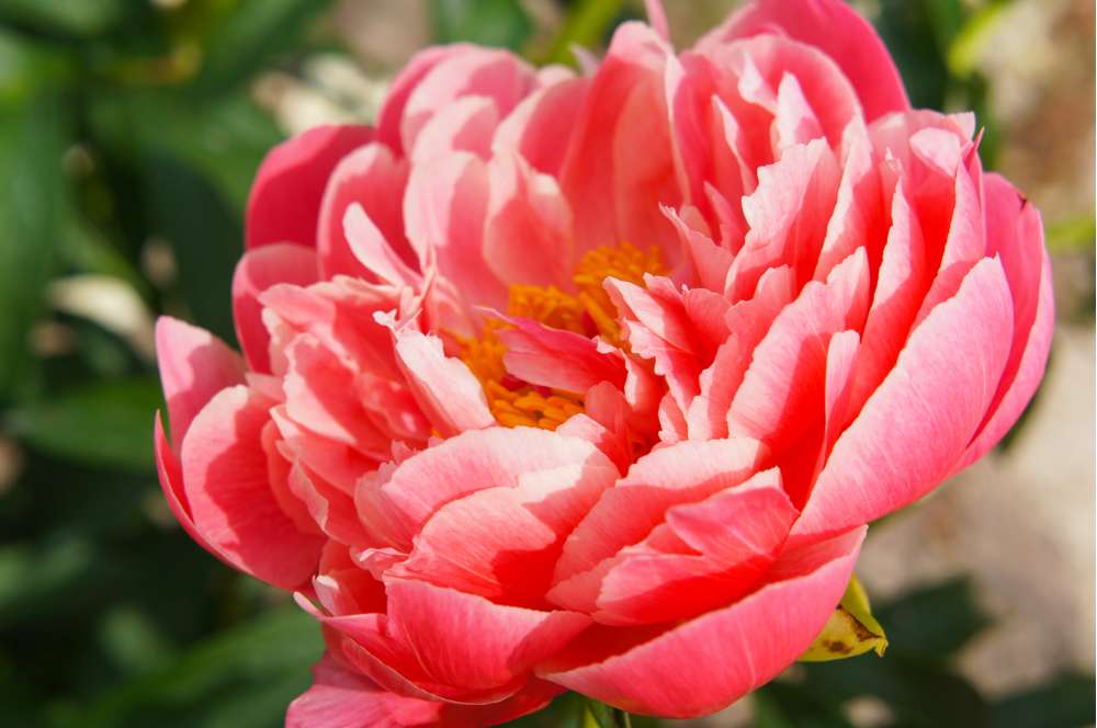 Pion 'Coral Sunset' — korallfärgade blommor