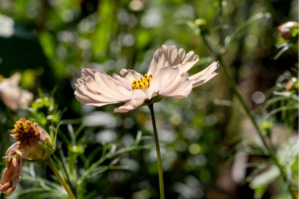 Cosmos 'Apricot Lemonade' (frö)