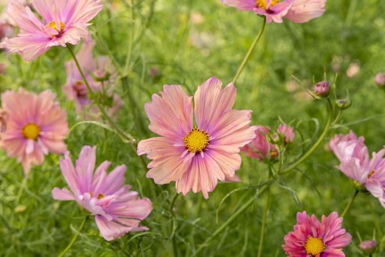 Cosmos 'Apricotta' (frö)
