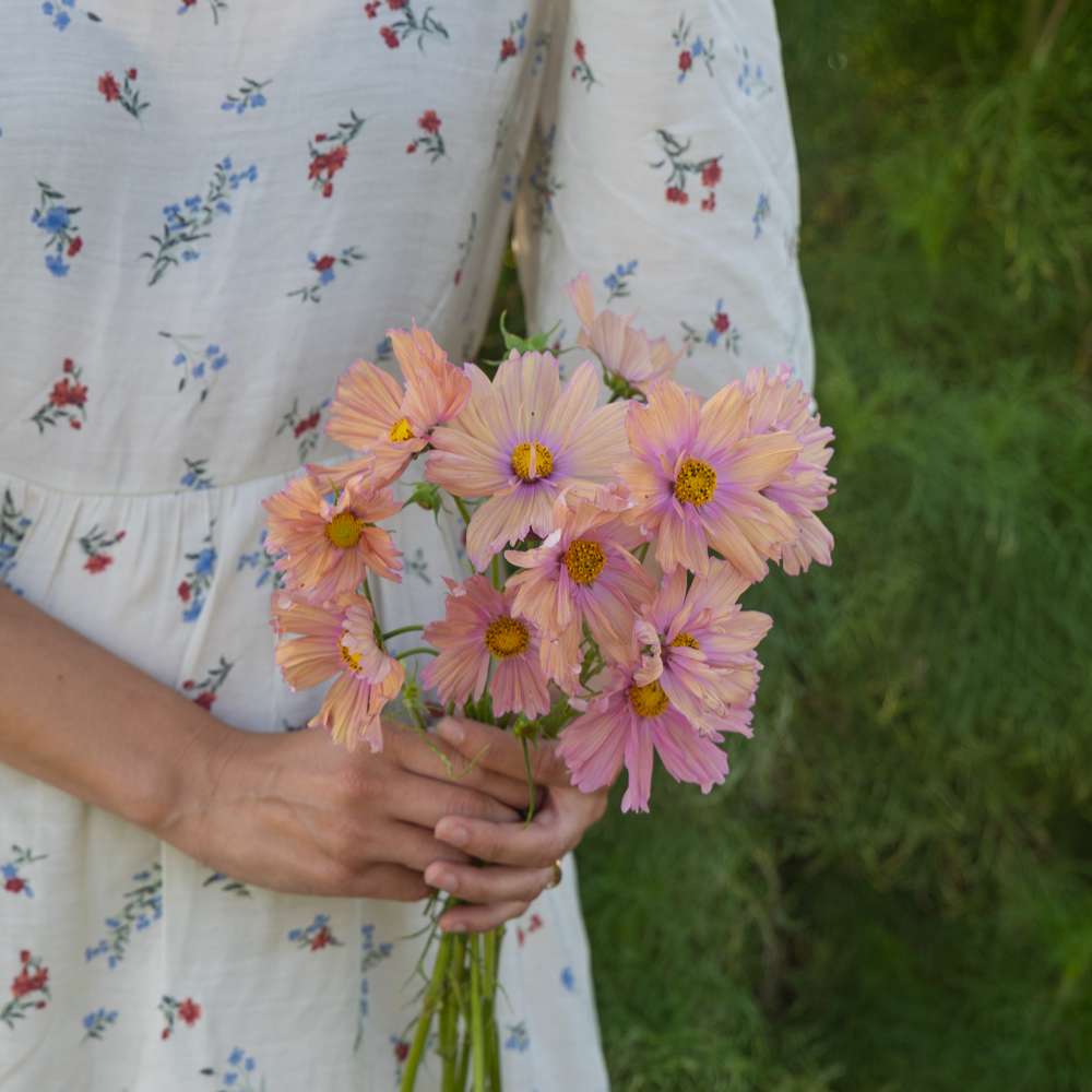 Cosmos 'Apricotta' (frö)