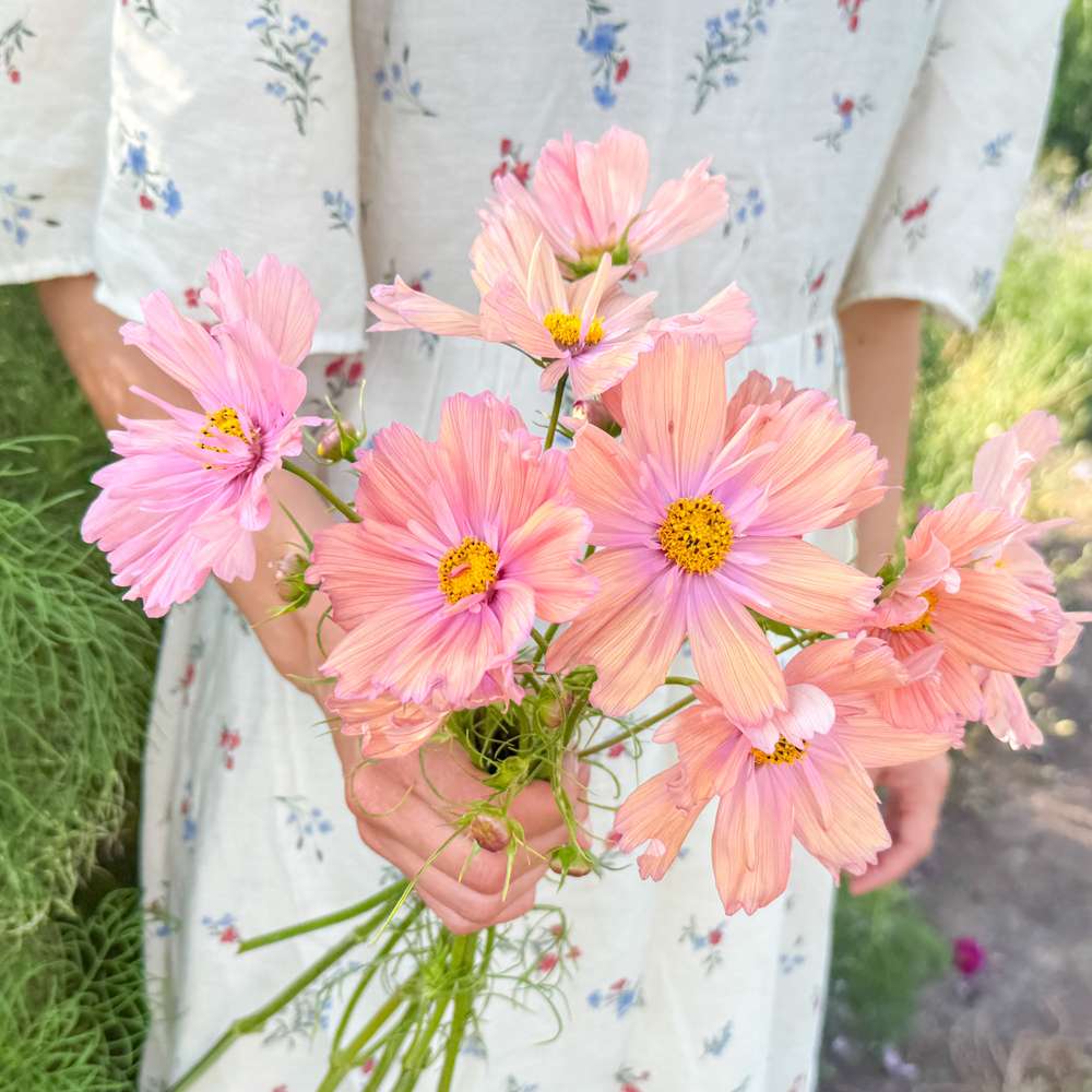 Cosmos 'Apricotta' — pastellfärgade aprikosrosa cosmosblommor