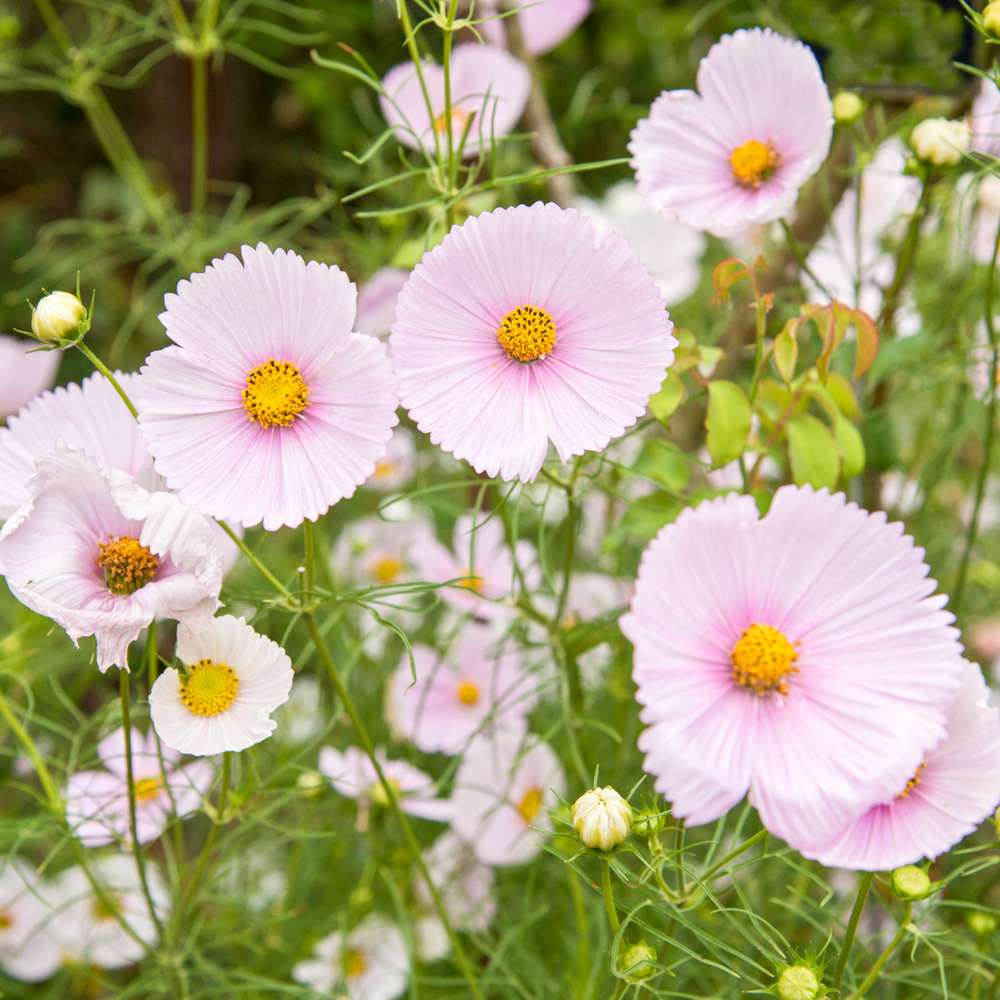 Cosmos 'Cupcakes Blush' (frö)