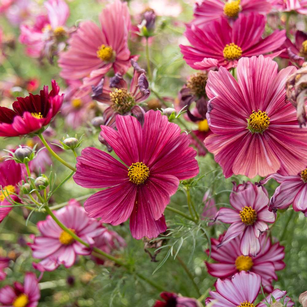 Cosmos 'Rubenza' (frö)