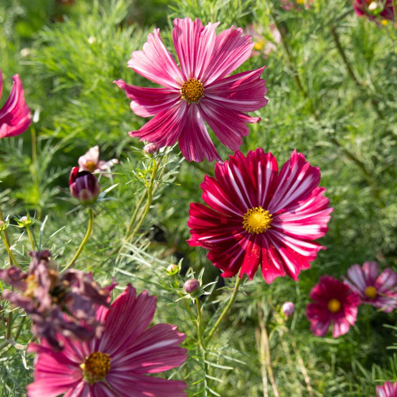 Cosmos 'Velouette' (frö)