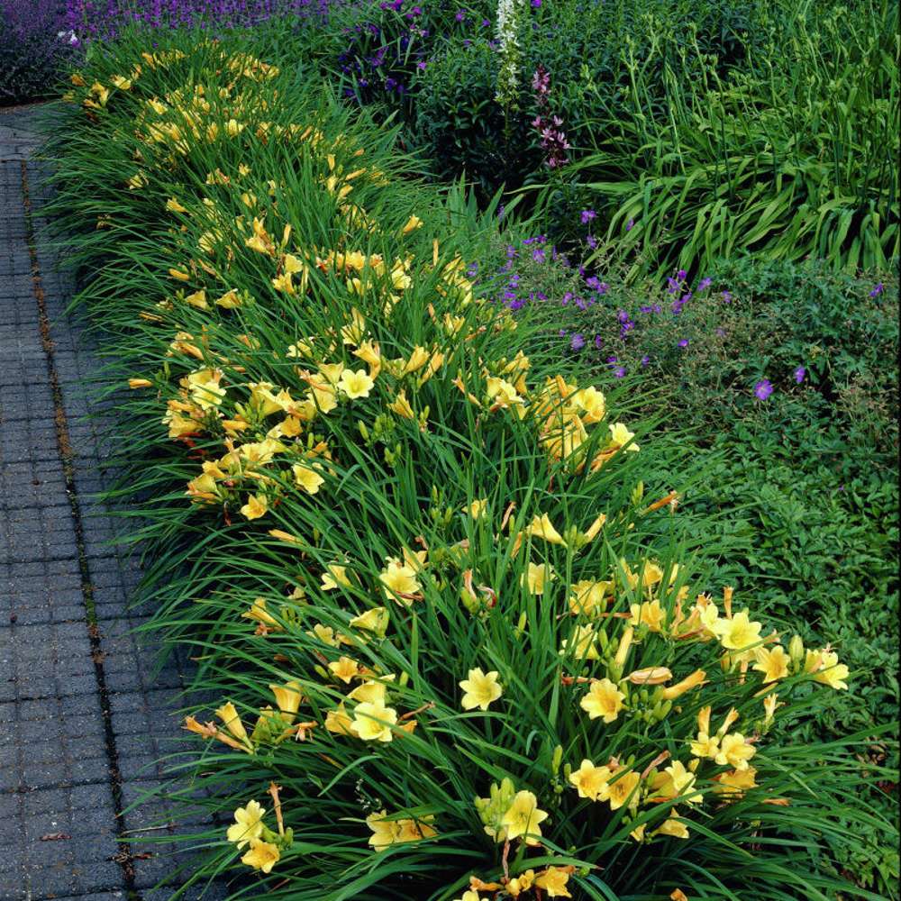 Daglilja 'Stella de Oro' (Hemerocallis)