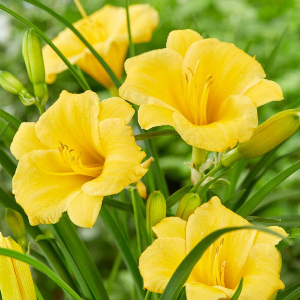Daglilja 'Stella de Oro' (Hemerocallis)