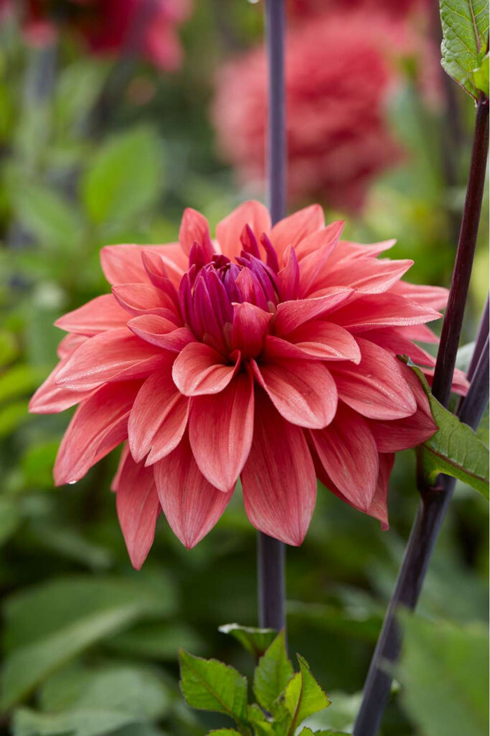 Dahlia 'American Dawn'