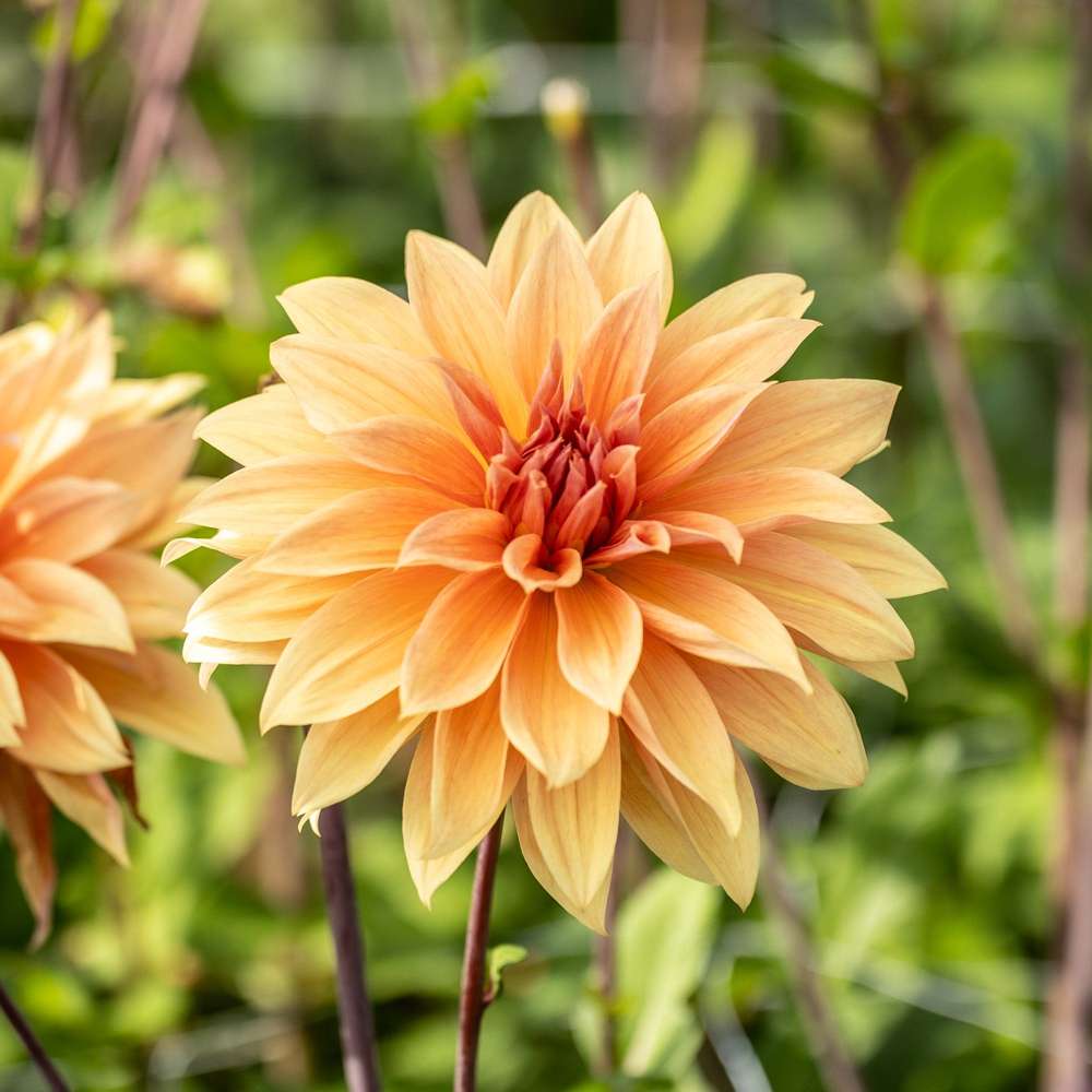Dahlia 'Babylon Brons'