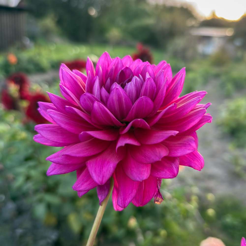 Dahlia 'Berner Oberland'