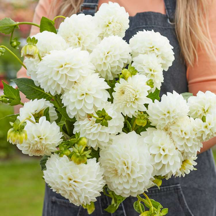 Dahlia 'Boom Boom White'