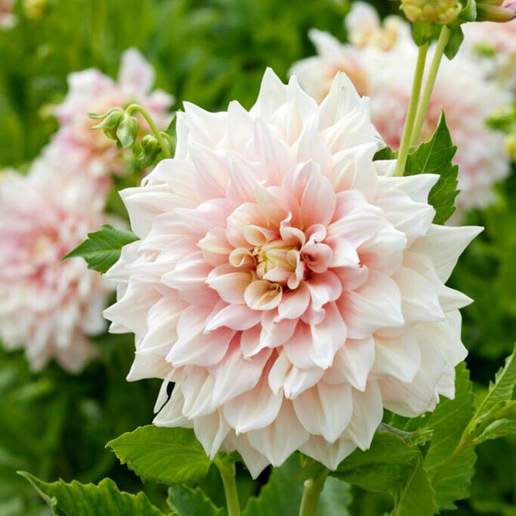 Dahlia 'Break Out'