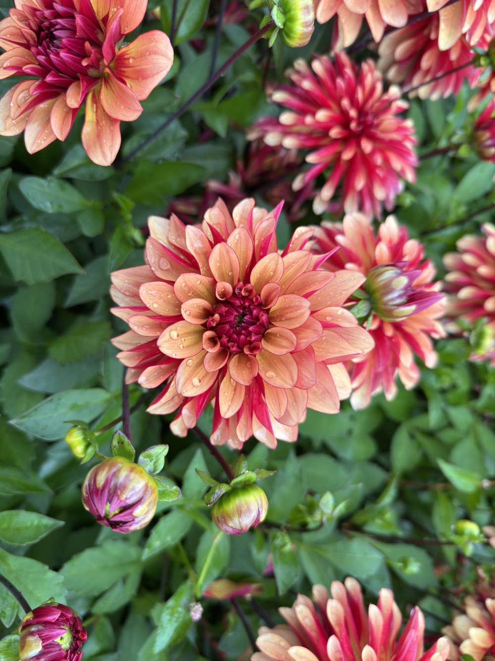 Dahlia 'BV's Aurora'