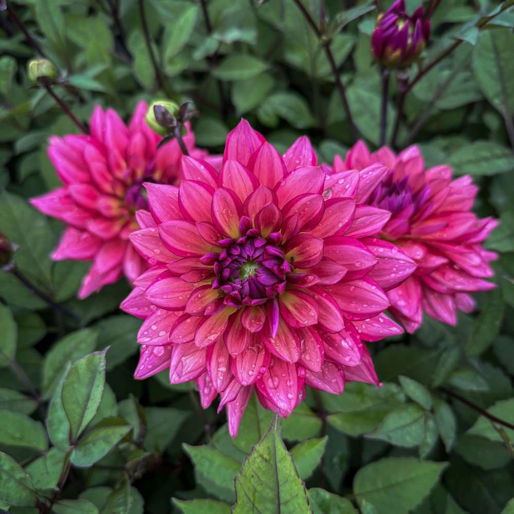 Dahlia 'BV's Candy Crush'