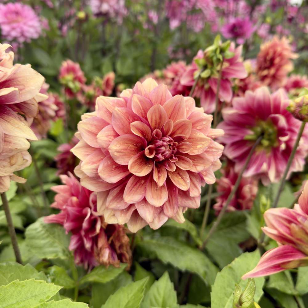 Dahlia 'BV's Dusty Orange'